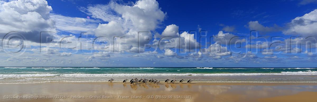 Peter Bellingham Photography Pelicans - Orchid Beach - Fraser Island - QLD (PB5D 00 U3A1118)